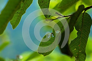 climbing cat in lemon tree
