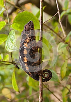 Climbing Chameleon photo