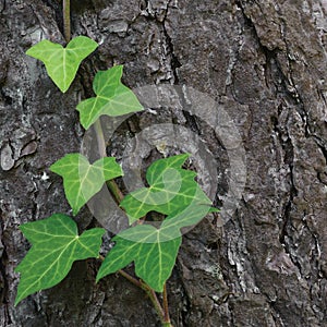 Climbing common Baltic ivy stem, hedera helix L. var. baltica, fresh new young evergreen creeper leaves detailed pine tree texture