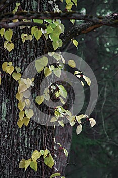 Climbing Creeper Yellow Leaves, Large Detailed Vertical Closeup, Old Trunk, Autumnal Fall Concept