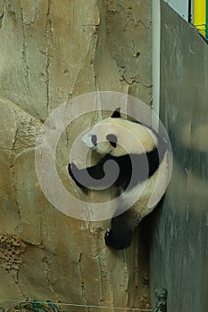 Climbing Cute Panda