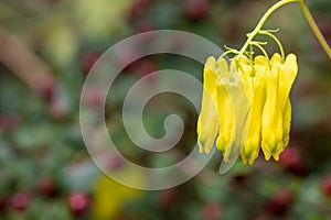 Climbing dicentra dactylicapnos scandens flowers photo
