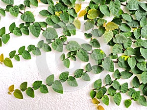 Climbing fig tree and white wall