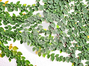 Climbing fig tree and white wall