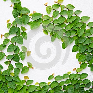 Climbing fig tree and white wall