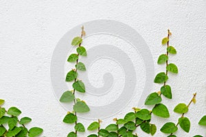 Climbing fig tree and white wall