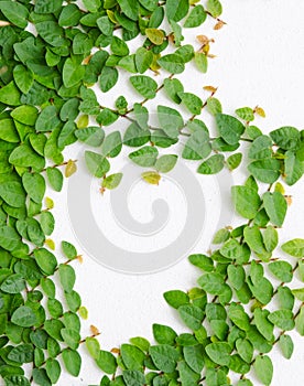 Climbing fig tree and white wall