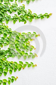 Climbing fig tree and white wall