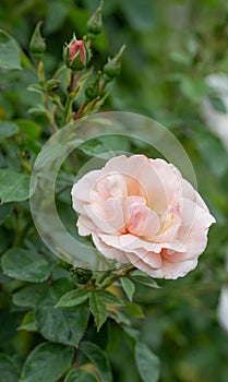 Climbing floribunda rose Rosa Checkmate, a peachy-pink semi-double flower