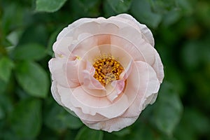 Climbing floribunda rose Rosa Checkmate, peachy-pink semi-double flower