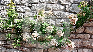 Climbing flower plant