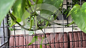 a climbing flowerpot along a lattice behind which is a cafe leather seat window