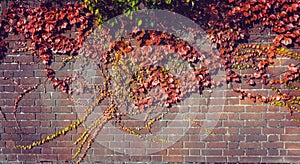 Climbing grape plant with red ivy leaves in fall on the old brick wall. Autumn seasonal background. Vintage toning. Wide banner.