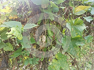 Climbing green four-angled bean on the fence