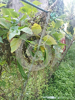 Climbing green four-angled bean on the fence