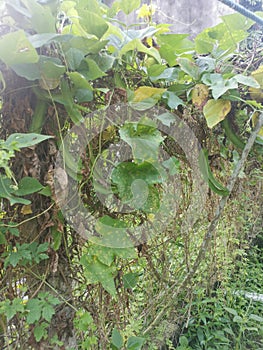 Climbing green four-angled bean on the fence