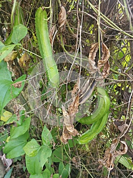 Climbing green four-angled bean on the fence