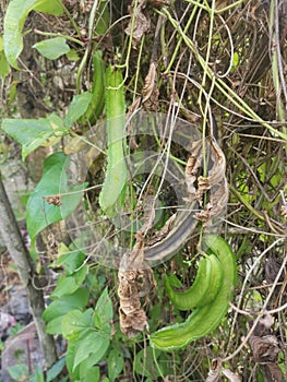 Climbing green four-angled bean on the fence