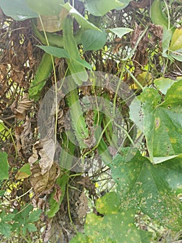 Climbing green four-angled bean on the fence