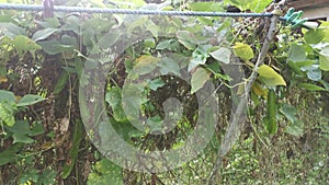 Climbing green four-angled bean on the fence