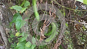 Climbing green four-angled bean on the fence