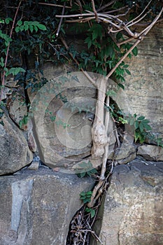 climbing green plant with foliage on a stone wall with cracks