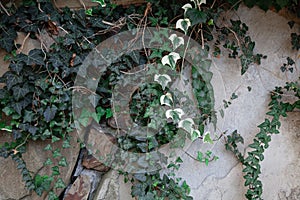 climbing green plant with foliage on a stone wall with cracks