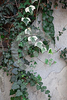 climbing green plant with foliage on a stone wall with cracks