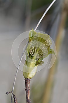 Climbing hydrangea