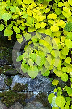 Climbing hydrangea in autumn colors against old stone wall