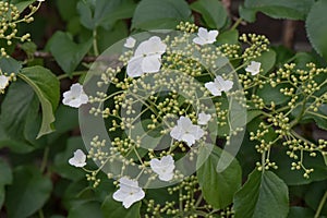 Climbing hydrangea, Hydrangea petiolaris, inflorescence