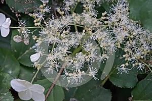 Climbing hydrangea, Hydrangea petiolaris, white flowers