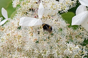 Climbing hydrangea, Hydrangea petiolaris, white flowers and bumblebee