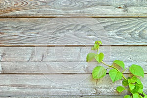 Climbing hydrangea on a rustic wooden wall