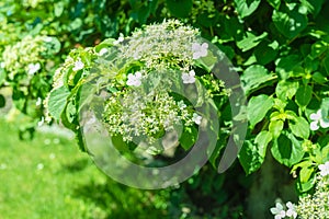 Climbing Hydrangea in a Summer Garden, Blooming Flowers