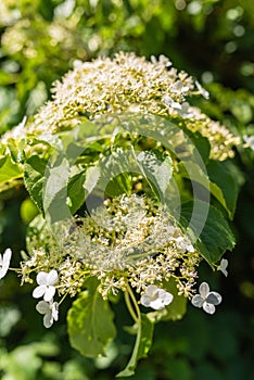 Climbing Hydrangea in Summer Garden, Blooming Flowers