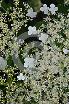 Climbing hydrangea on the tree