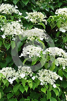 Climbing hydrangea on the tree