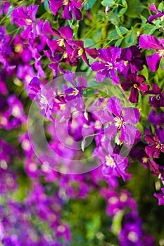Climbing intense purple Clematis flowers