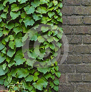 Climbing ivy, green ivy plant growing on old brick wall of abandoned house