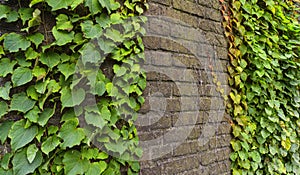 Climbing ivy, green ivy plant growing on old brick wall of abandoned house