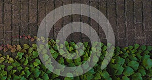 Climbing ivy, green ivy plant growing on old brick wall of abandoned house