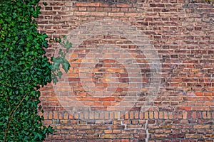 Climbing ivy, green ivy plant growing on old brick wall of abandoned house.