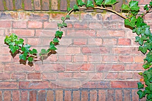 Climbing ivy, green ivy plant growing on old brick wall of abandoned house. Antic style background
