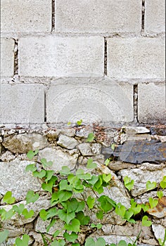 Climbing ivy heart-shaped leaf on brick wall