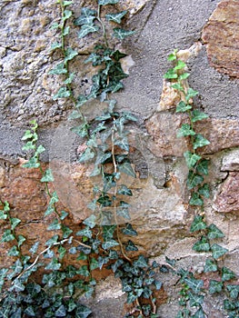 Climbing Ivy on an Old Rock Wall.