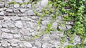 Climbing ivy plant beautifully braids or spreads over a white stone wall of limestone. The idea of â€‹â€‹decorating the wall in