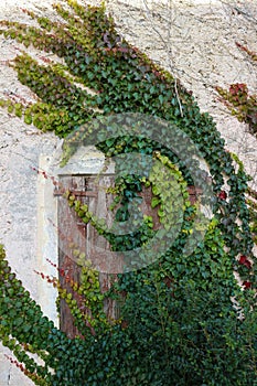 Climbing ivy on the wall of abandoned house