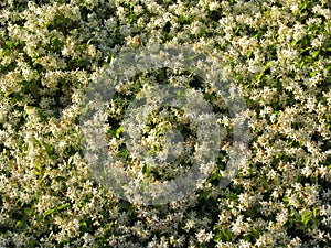 Climbing jasmine hedge with flowers on green leaf background . Trachelospermum jasminoides or Rhynchospermum Apocynaceae family