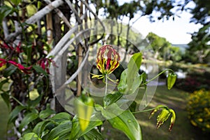 Climbing Lily